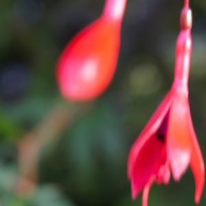 Meet your Posher, Shae-lynn